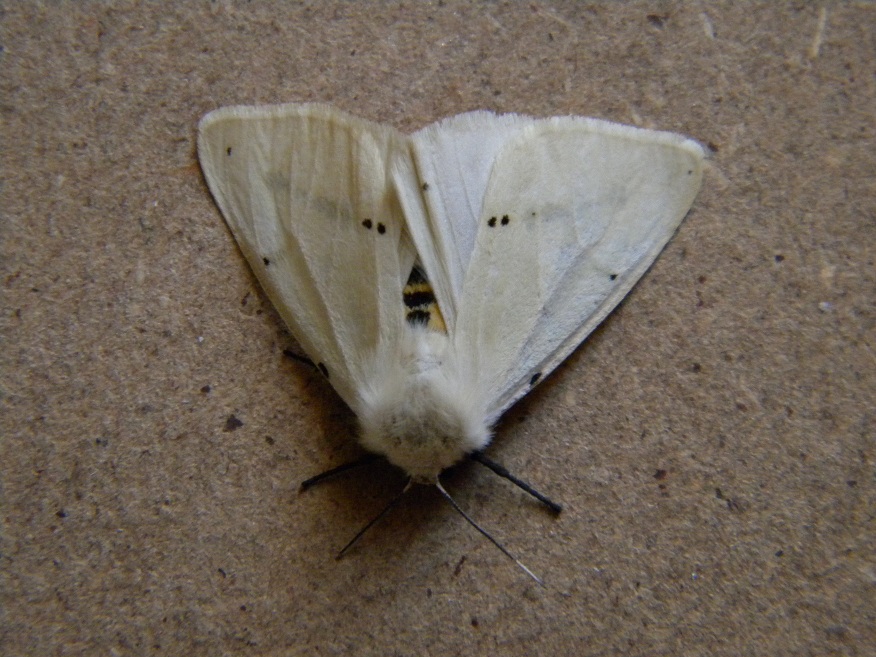 ID farfalla notturna bianca